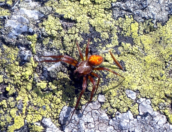 Araneus quadratus